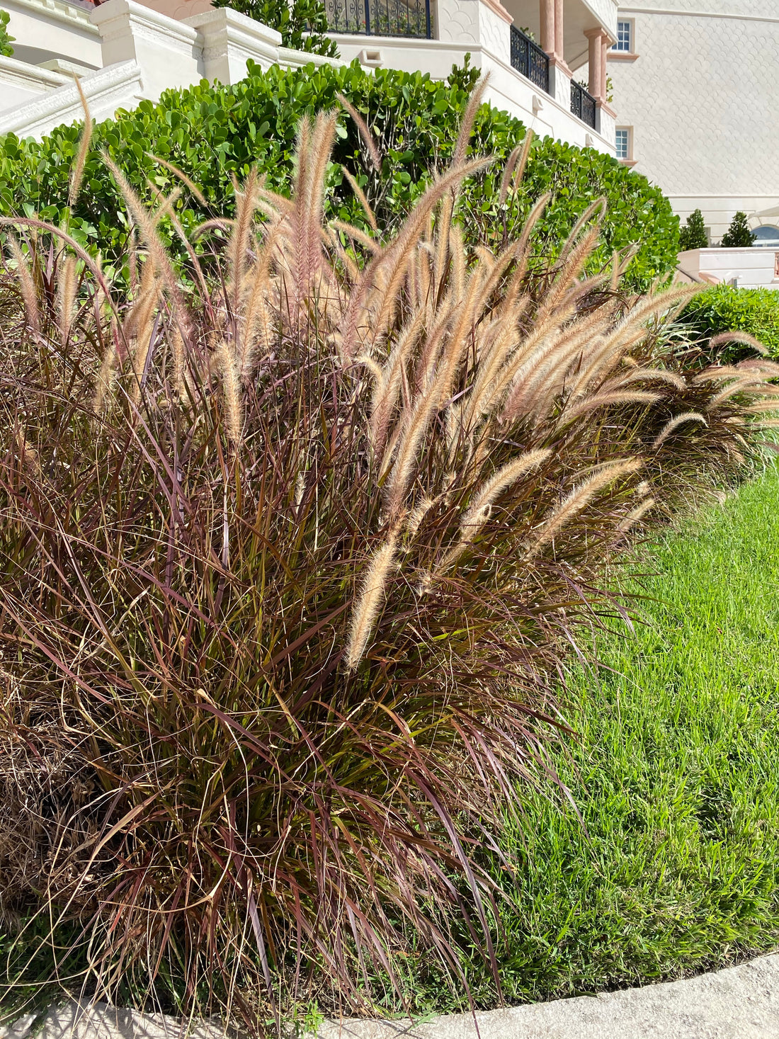 Red Fountain Grass