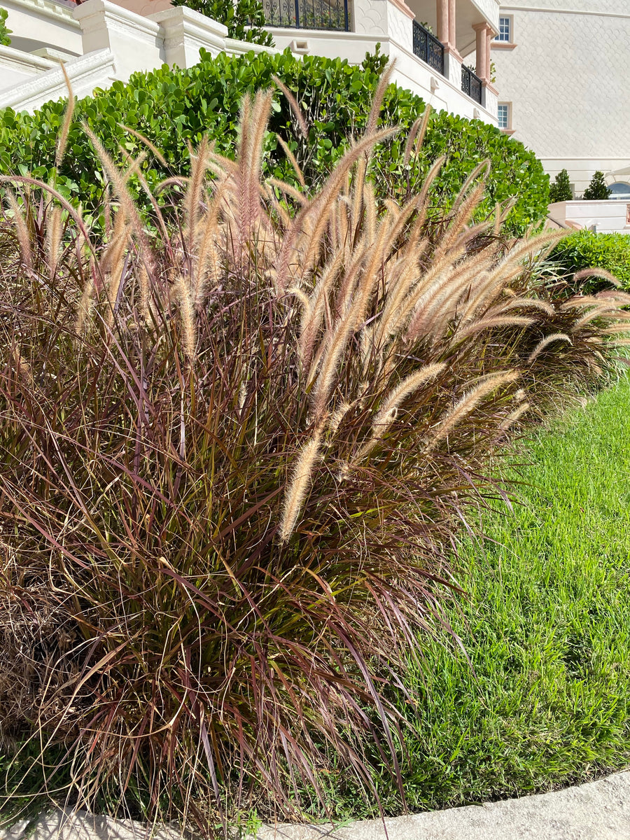 Red Fountain Grass – Eureka Farms