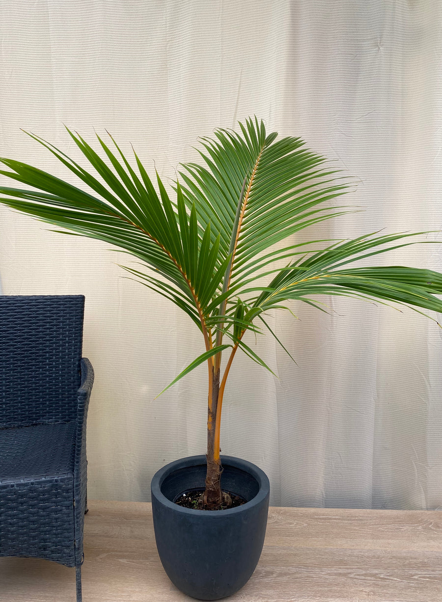 Coconut Tree Red Spicata, Exotic and Rare