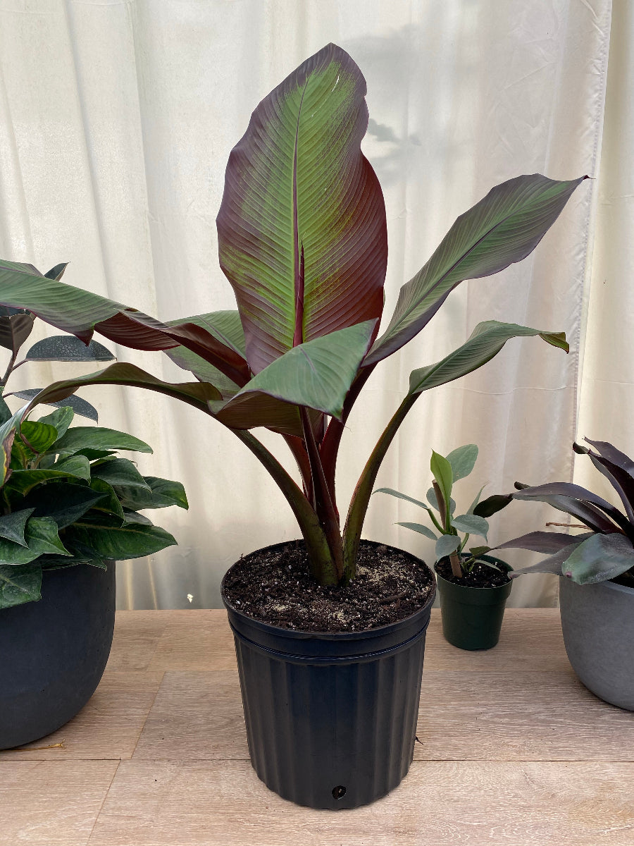 Photo of the entire plant of Abyssinian Banana (Ensete ventricosum 'Maurelii') posted by Photo of the entire plant of Abyssinian Banana (Ensete ventricosum 'Maurelii') posted by
