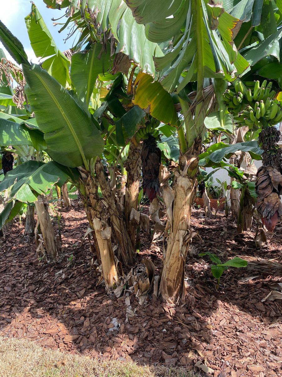 Dwarf Cavendish Banana Fruit Tree