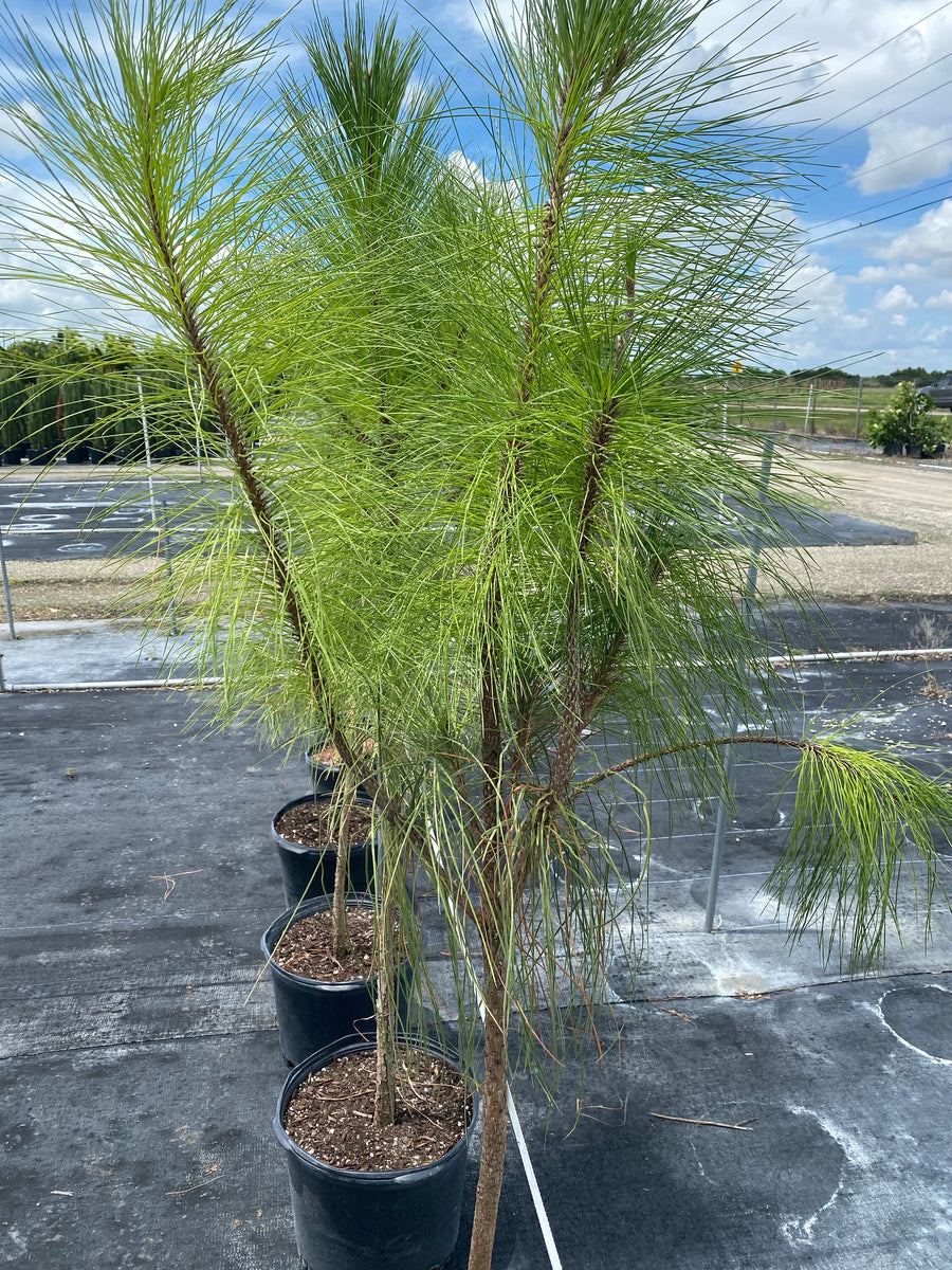 South Florida Slash Pine, Pinus Elliottii Densa