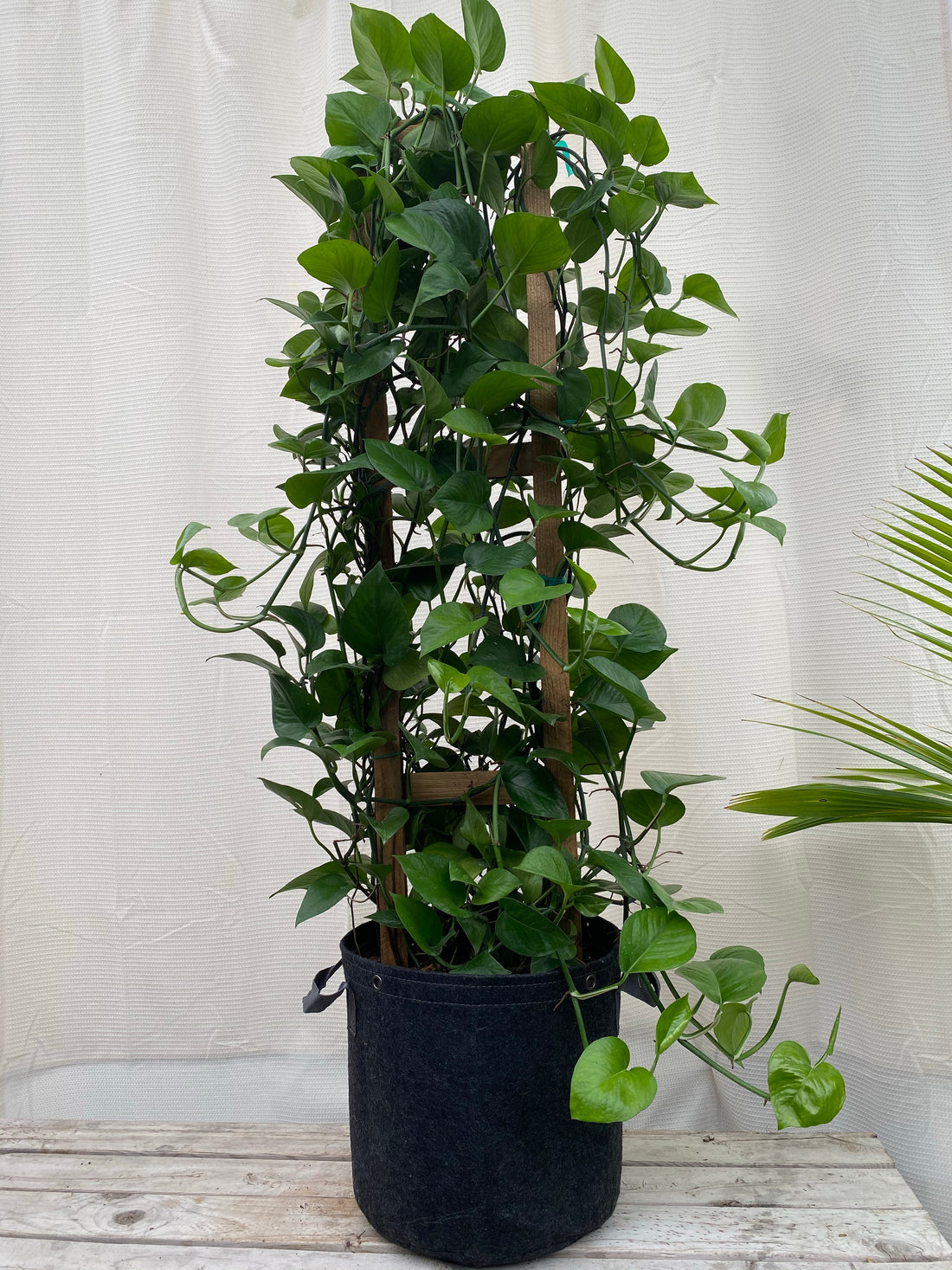 Jade Pothos in Trellis, Epipremnum Aureum Jade