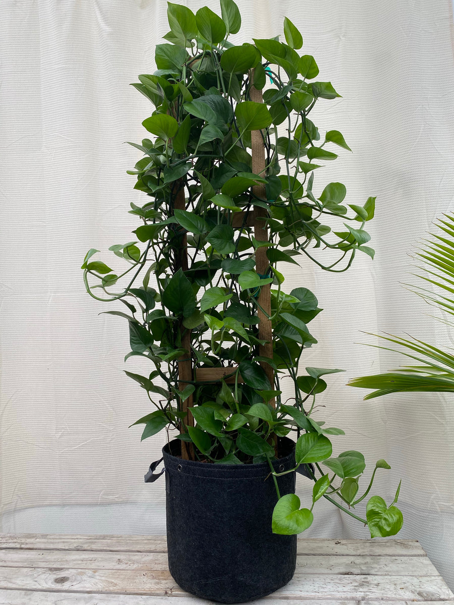 Jade Pothos in Trellis, Epipremnum Aureum Jade