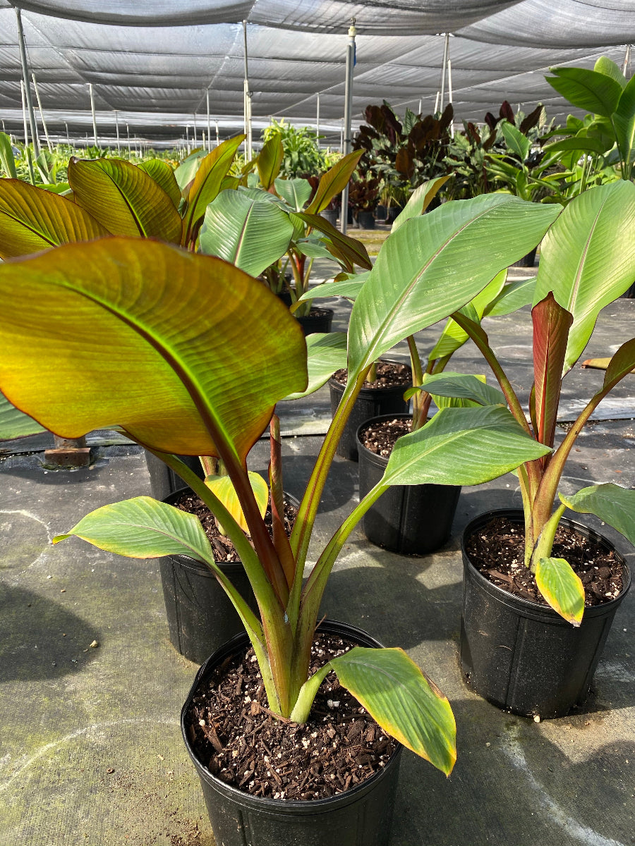 Musa Ensete Maurelii Red Abyssinian | Eureka Farms