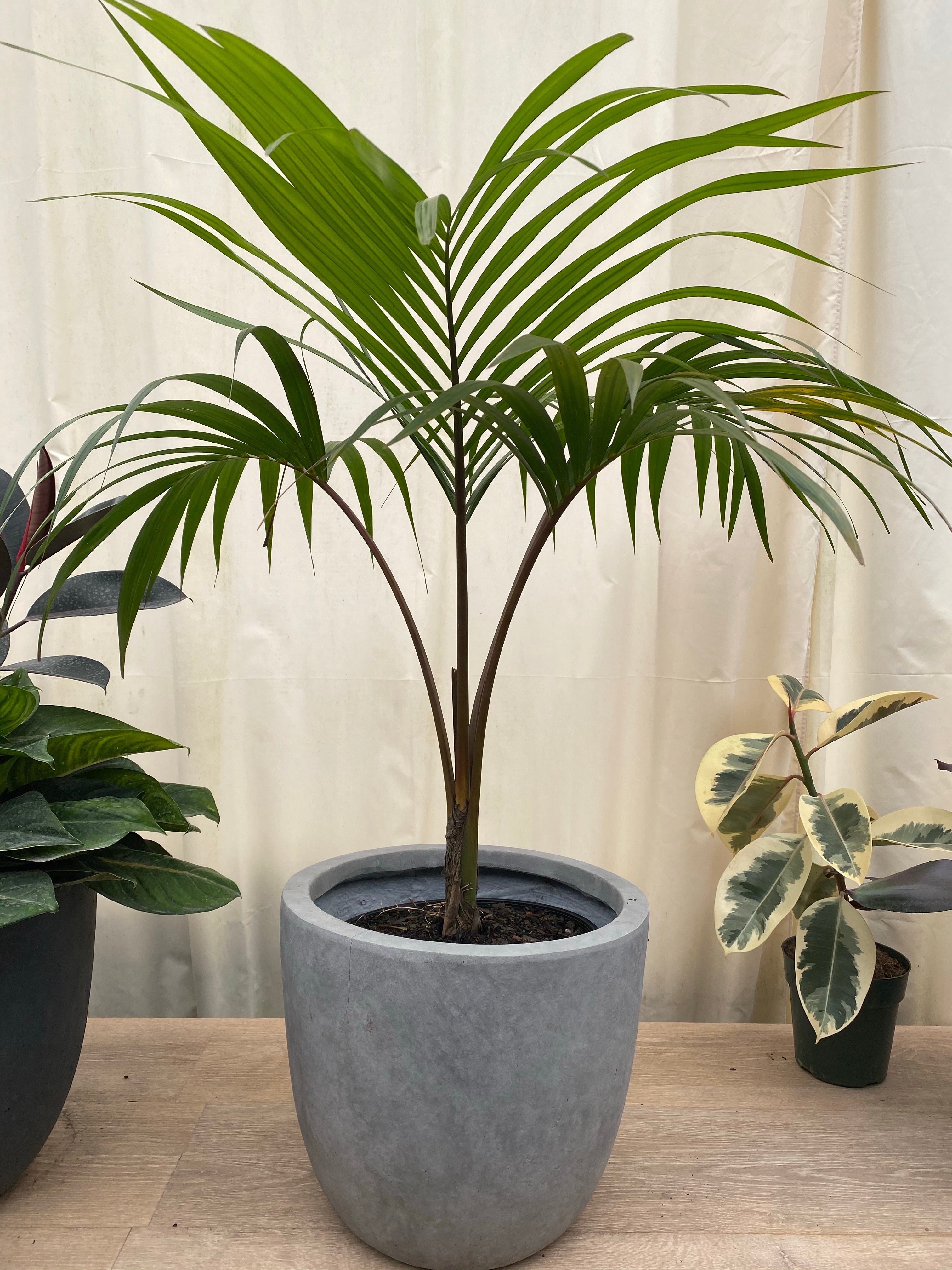 parlor palm vs kentia palm Kentia Palm Single Stem, Howea Forsteriana
