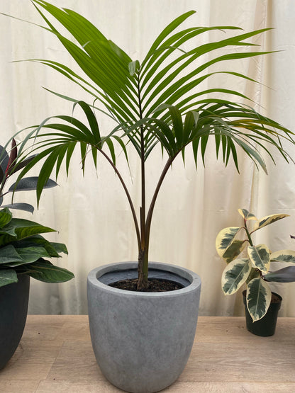 indoor plants kent Shop Now Kentia Palm Single Stem