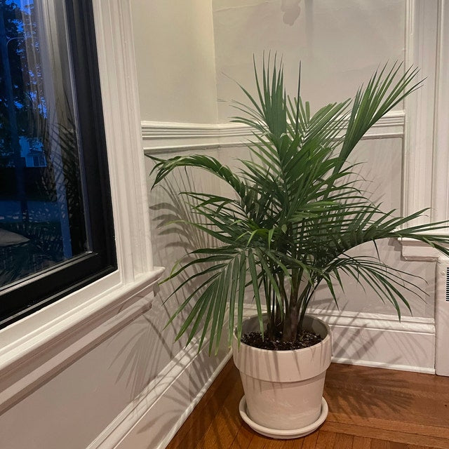 Majesty Palm, Ravenea Rivularis Live Indoor Plant | Eureka Farms