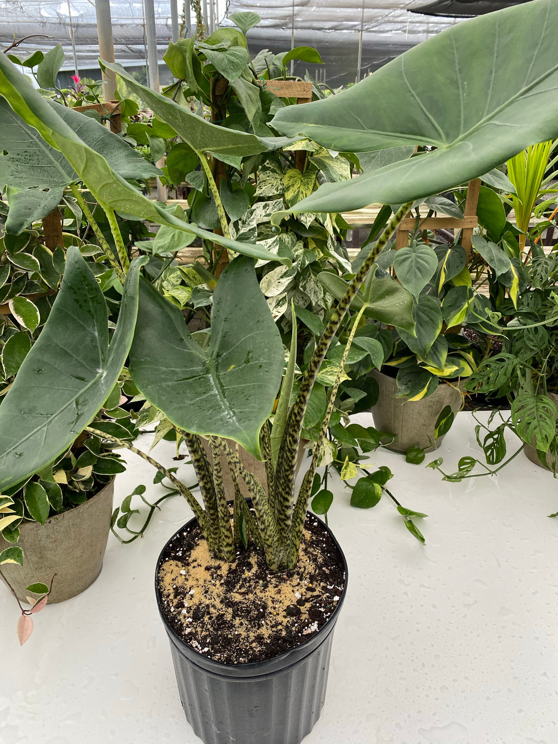 Alocasia Zebrina, Live Tropical Plant