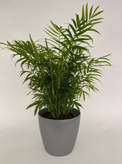 Palm Parlor Neanthe Bella Palm, Live Plant Indoor Air Purifier