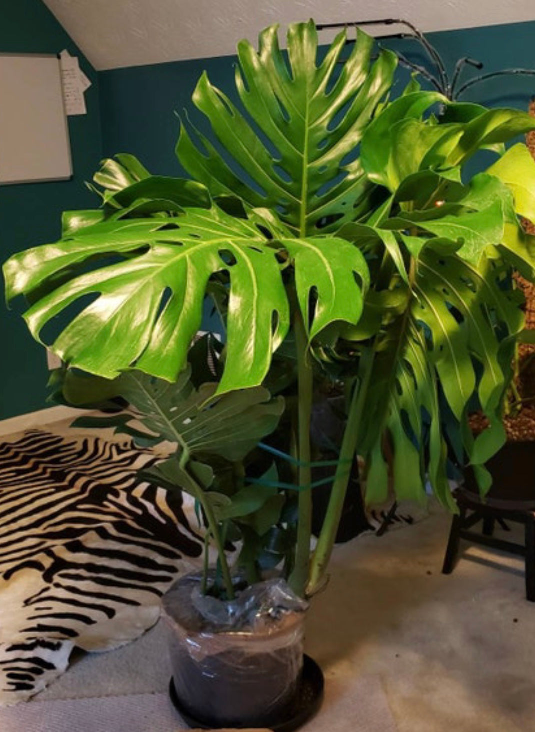 Swiss Cheese Plant For Sale (Monstera) Small & Large Options