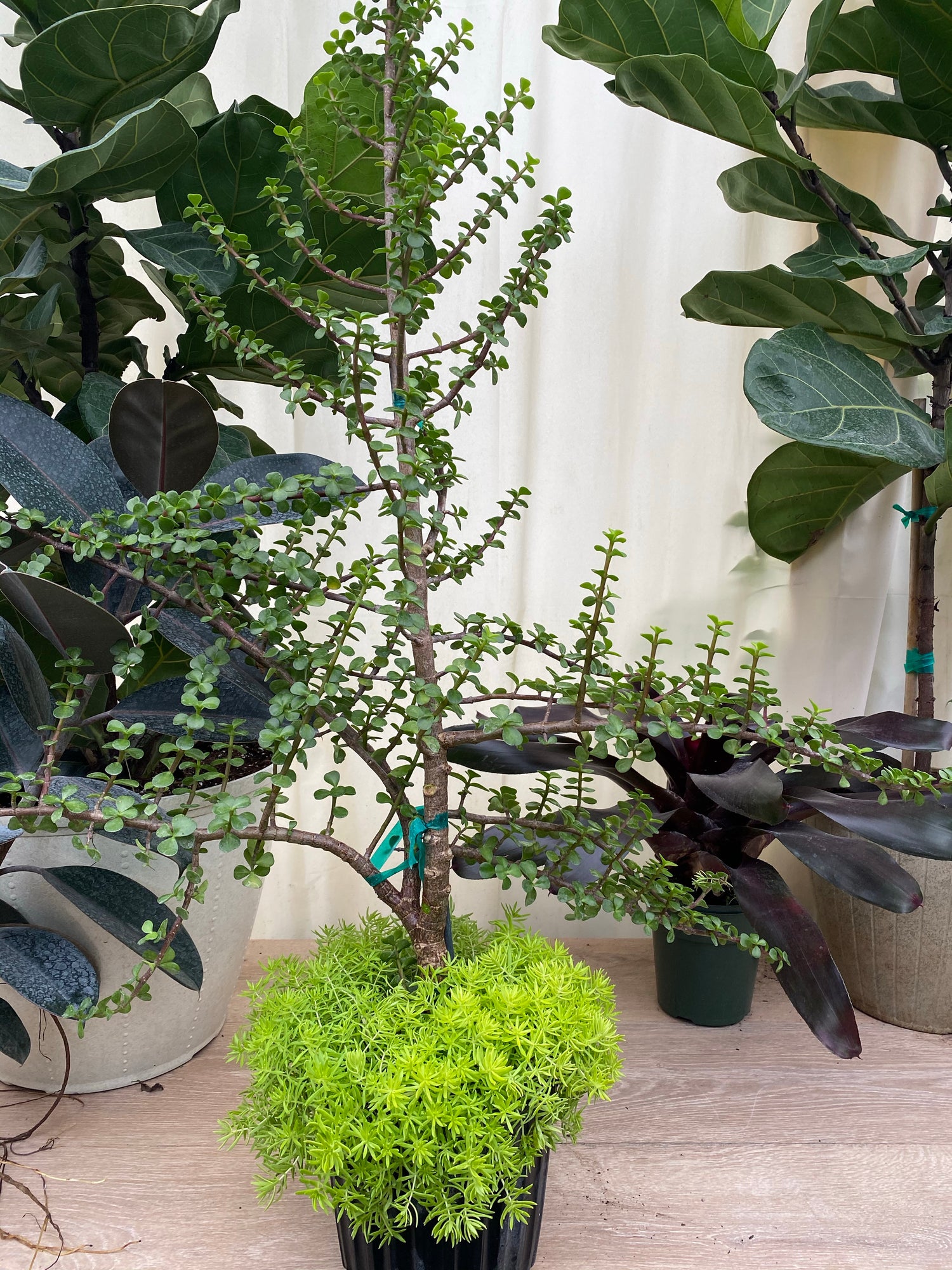 elephant jade plant care Explore the Collection of Elephant Bush Jade Tree