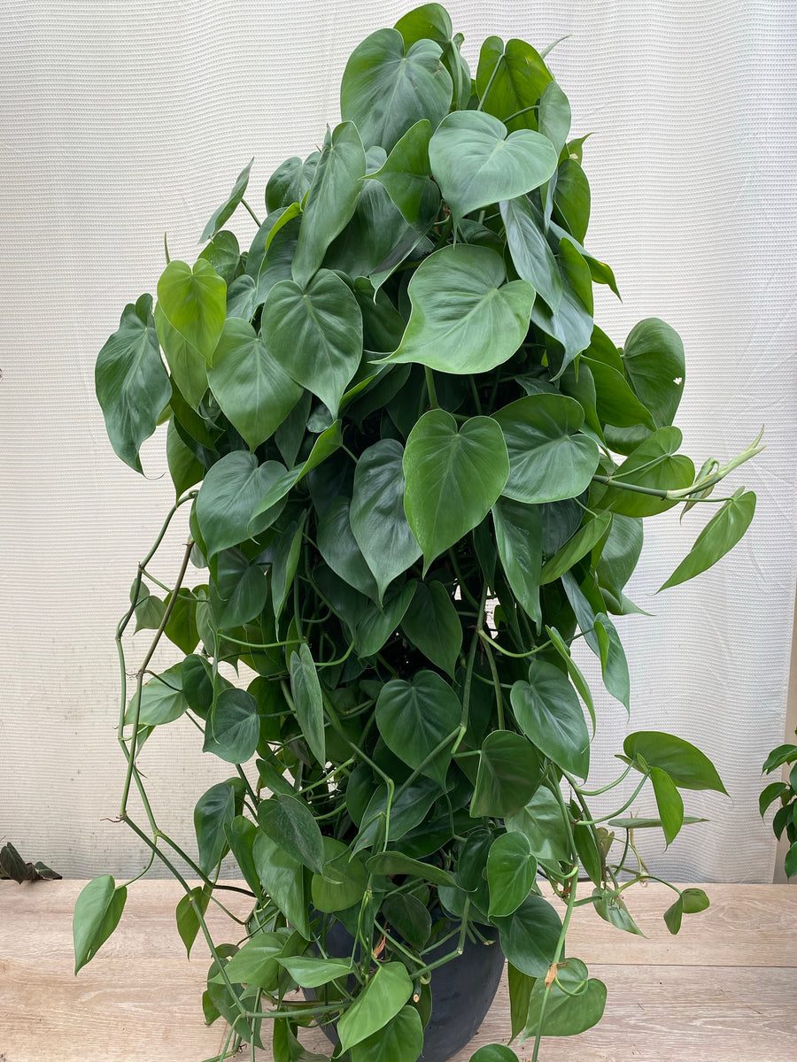 Philodendron Heart Leaf in Trellis, Live Sweetheart Plant