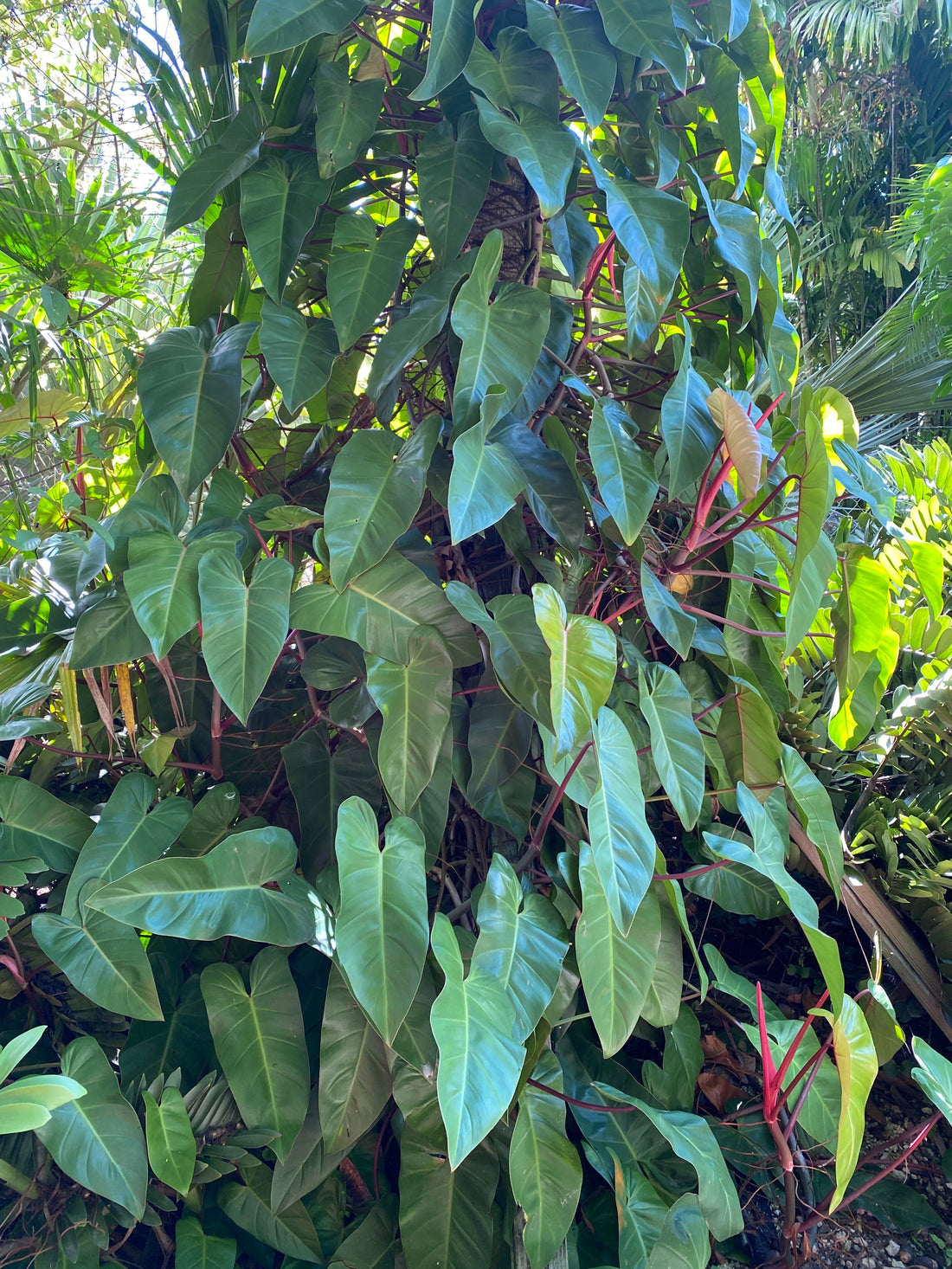 Philodendron Emerald Red in Trellis Exotic Vining Plants