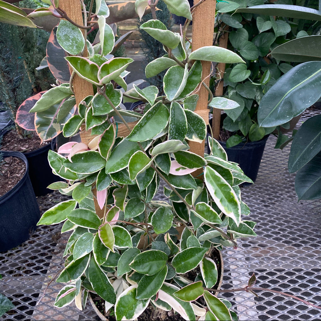 Buy Hoya Krimson Queen in Trellis | Eureka Farms