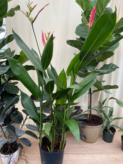 heliconia plant care indoors Heliconia psittacorum 'Andromeda'