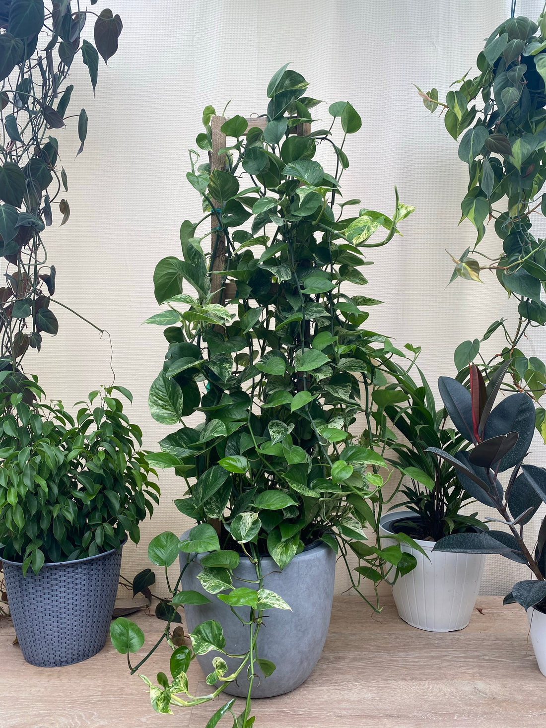 Pothos Marble Queen in Trellis, Stunning Variegated Vines inside home