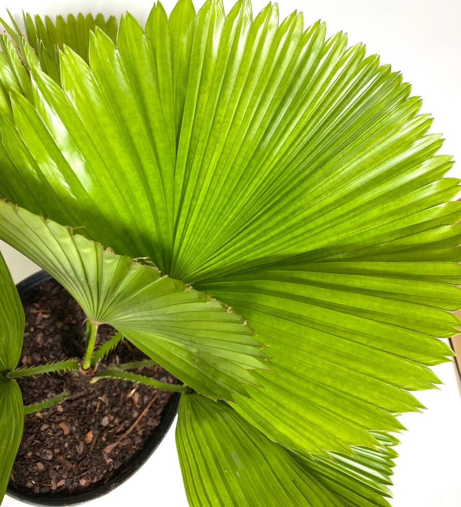 Licuala Grandis Fan Palm Tree, Rare and Exotic