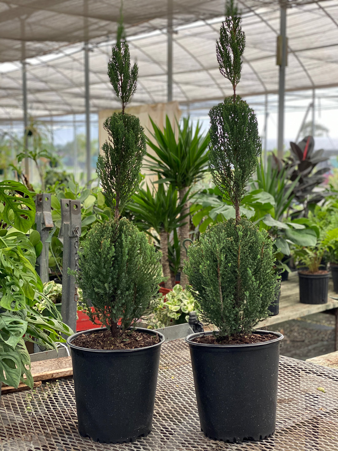 Topiary Trees, Triple Ball Blue Point Juniper