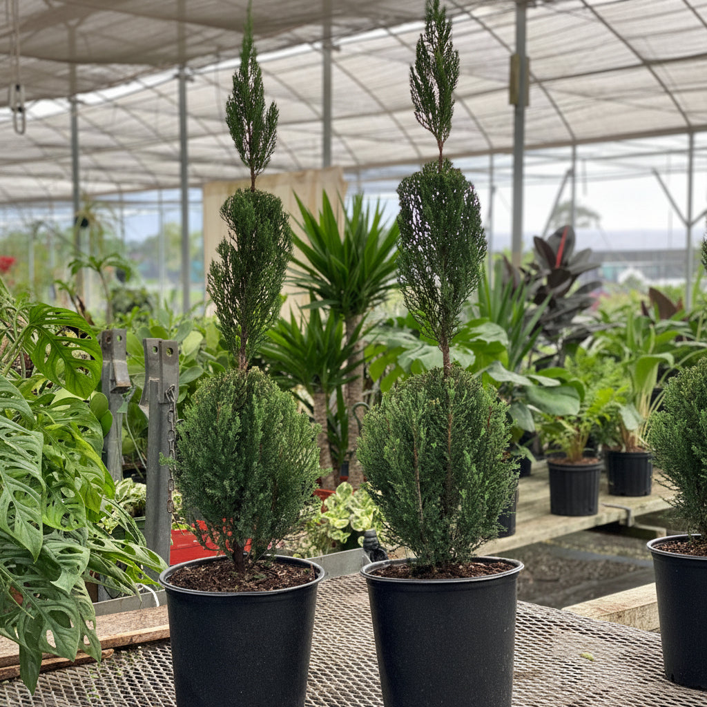 Topiary 3-ball juniper Two potted coniferous plants on a table in a greenhouse setting.