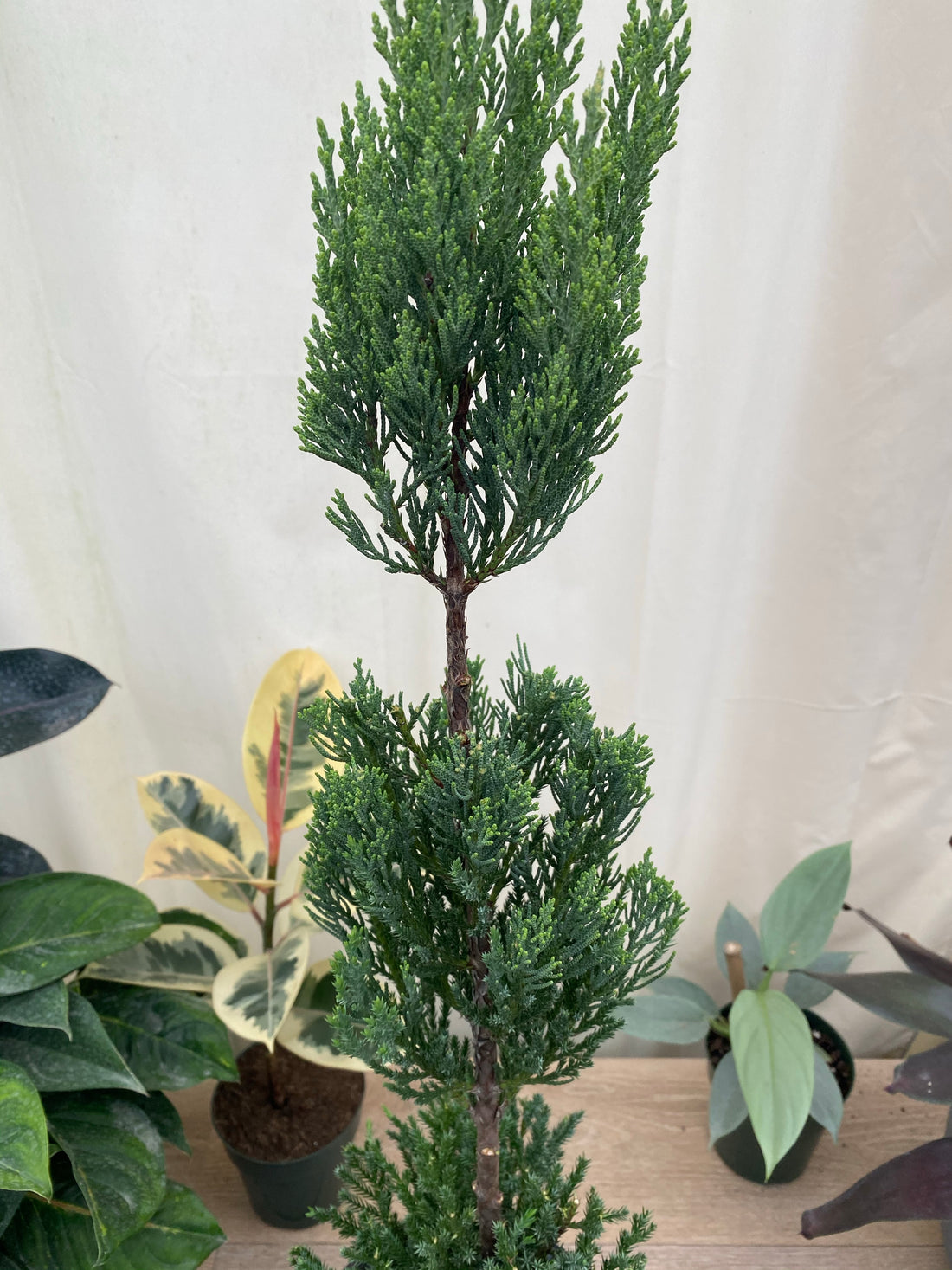 Topiary Trees, Triple Ball Blue Point Juniper