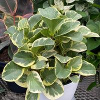 Peperomia Variegated in 6in Deco Pot, Live Indoor Plant, 12-14in Overall Height