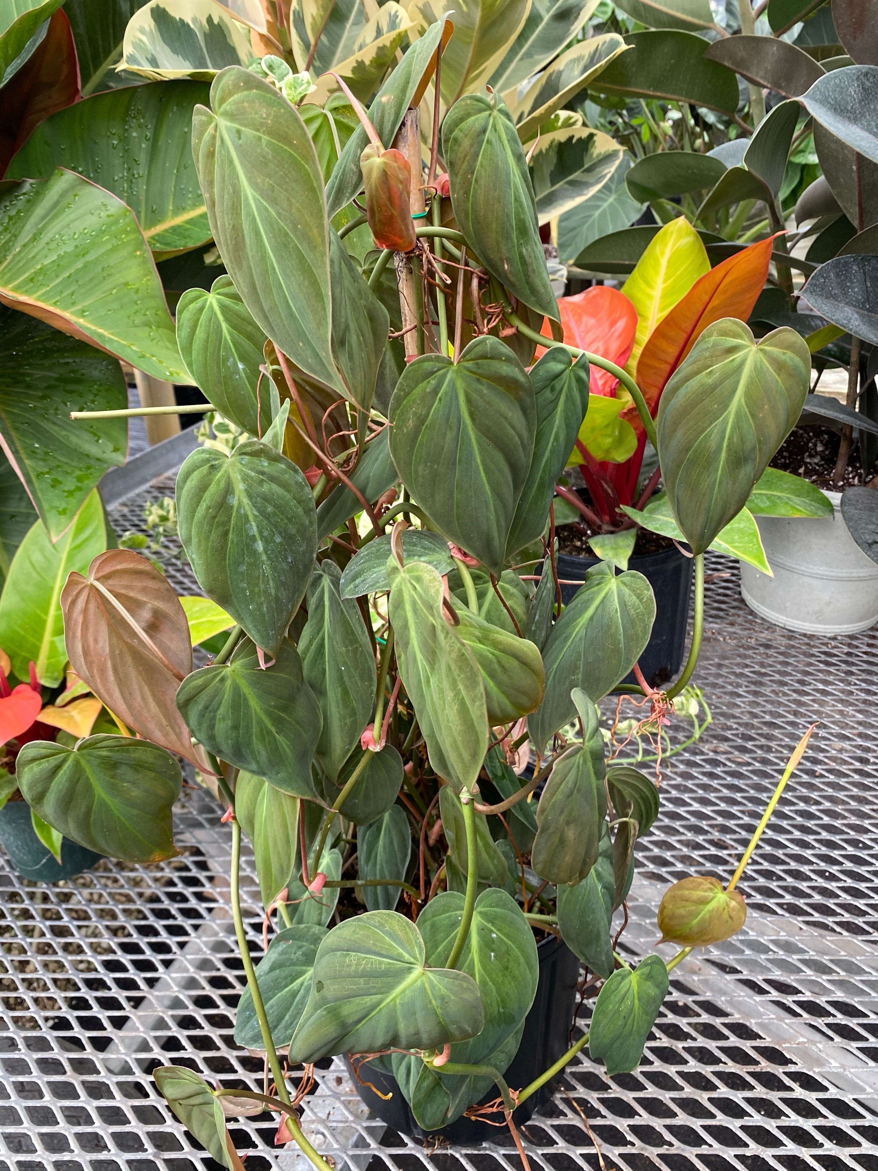 Philodendron saving Micans, Philodendron hederaceum, Velvet Leaf Philodendron, Live House Plant, Rare Plant, Ships in 8