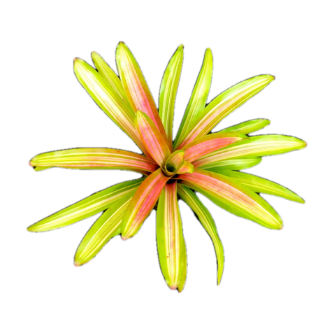 Bromeliad, Neoregelia Martin