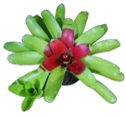 Bromeliad, Neoregelia Mcwiliamsii