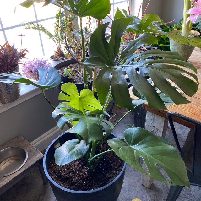 Monstera deleciosa store live plant lot