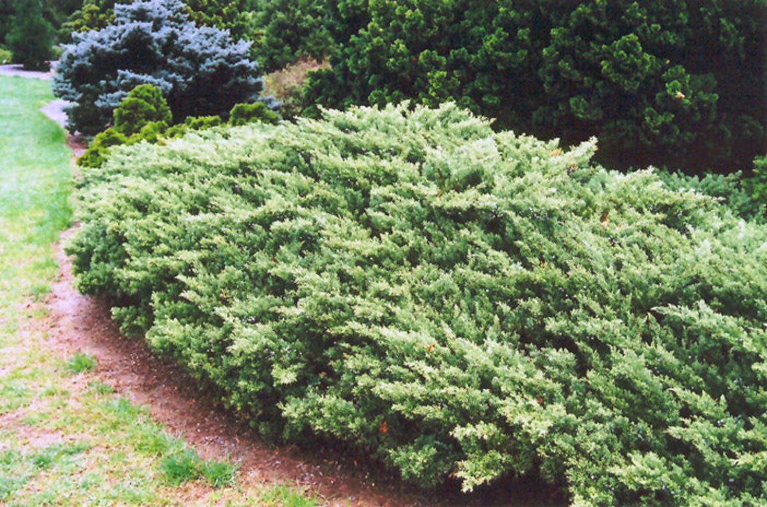 A Parsonii Juniper Shrub with dense, textured green foliage.