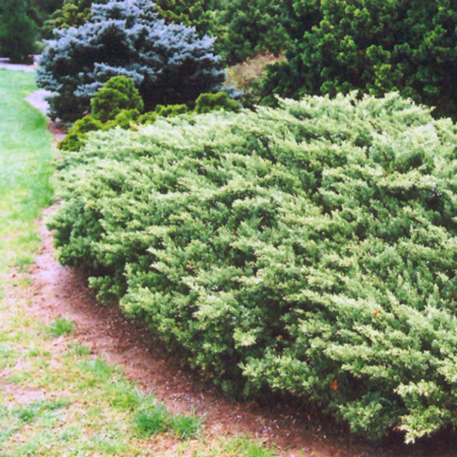 A Parsonii Juniper Shrub with dense, textured green foliage.