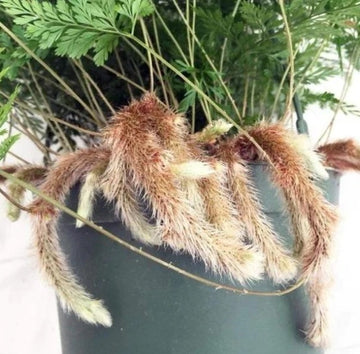 Rabbits Foot Fern, Davallia fejeensis
