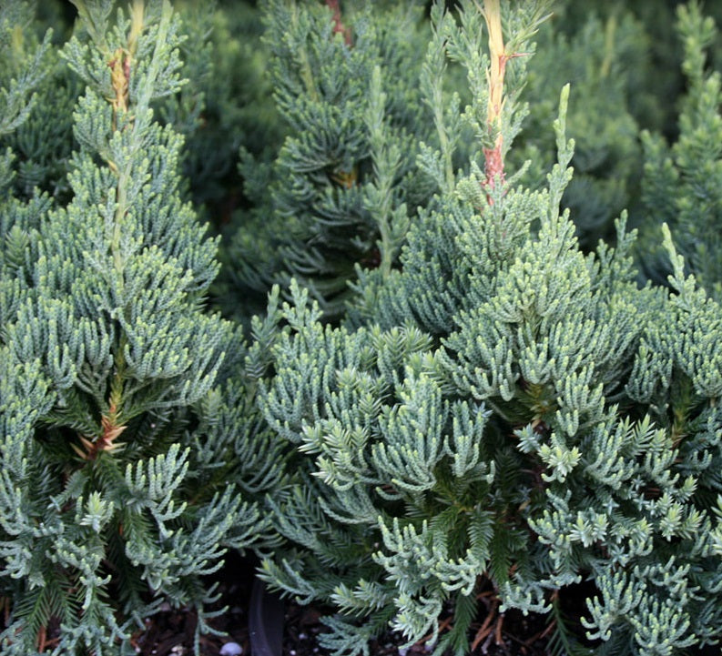 Robusta Green Juniper, Juniperus chinensis, Christmas tree