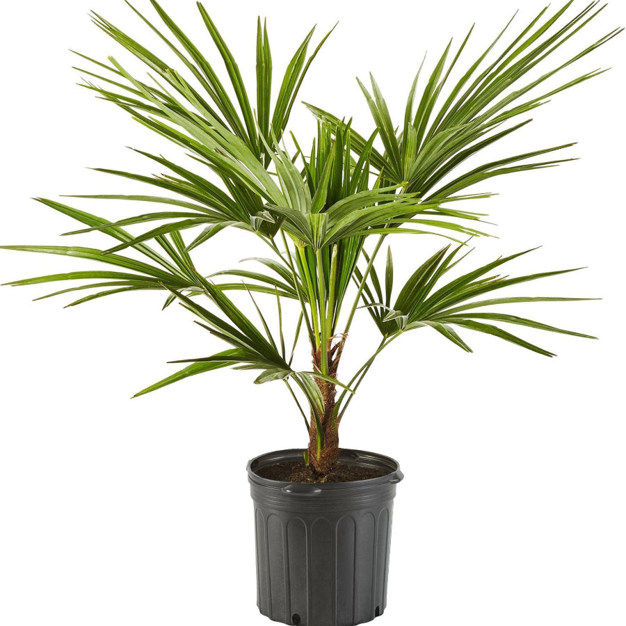 money tree cold tolerance Windmill Palm Tree, Cold Hardy Fortune Palm